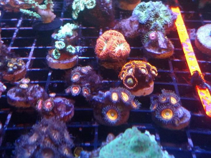 clarksville reef reptiles pet