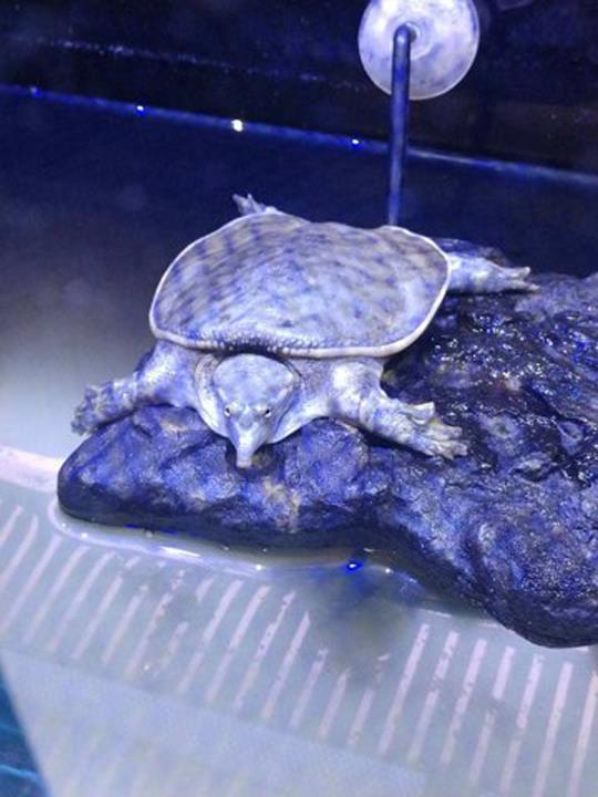 Clarksville Reef & Reptiles Pet Store Clarksville, TN