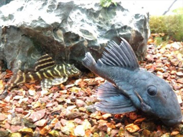 Clarksville Reef & Reptiles Pet Store Clarksville, TN