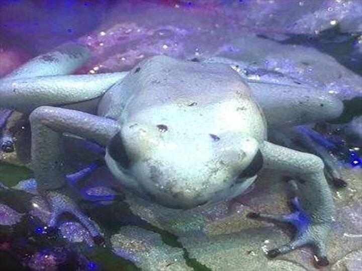 Clarksville Reef & Reptiles Pet Store Clarksville, TN